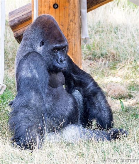 Motuba | Philadelphia zoo, Zoo, Animals