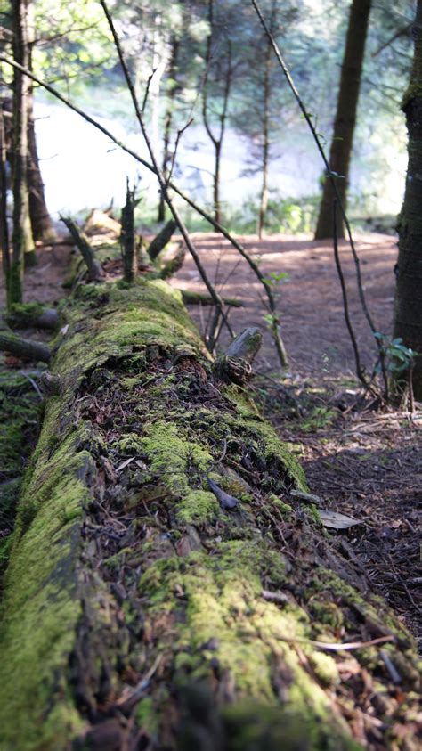 Free Images Tree Nature Wilderness Branch Trail Sunlight Leaf