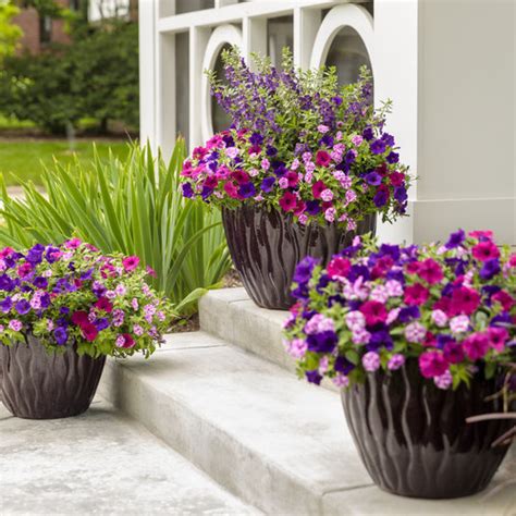 Supertunia® Sharon Double Petunia Petunia Hybrid Proven Winners