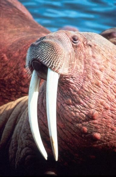 baby walruses are called calf | Christian Homeschooler