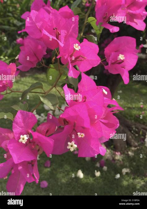 Bougainvillea Singapore Pink Hi Res Stock Photography And Images Alamy