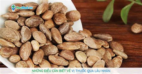 Những điều cần biết về vị thuốc Qua lâu nhân YouMed