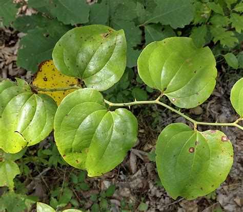 Smilax Rotundifolia Trees And Shrubs Online
