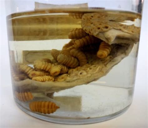 Specimen Of The Week 284 Horse Bot Fly Larvae Ucl Ucl Culture Blog