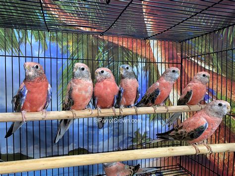 rosy bourke parakeet  sale parrot parrotcrowncom