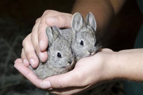 Columbia Basin Pygmy Rabbit | PetGuide