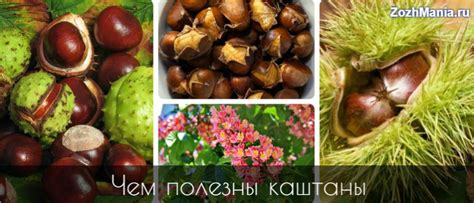 Рапсовое масло: вред и полезные свойства, как принимать