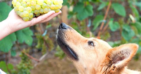 Are Grapes Toxic to Dogs? - Emergency Vet 24/7