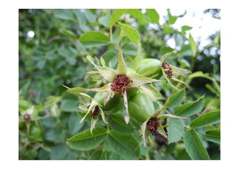 Лекарственные растения содержащие витамины - презентация онлайн