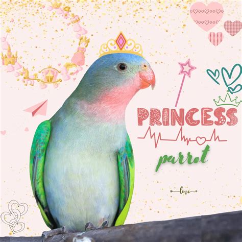 Princess parrot - Unusual information about the Alexandra parakeet