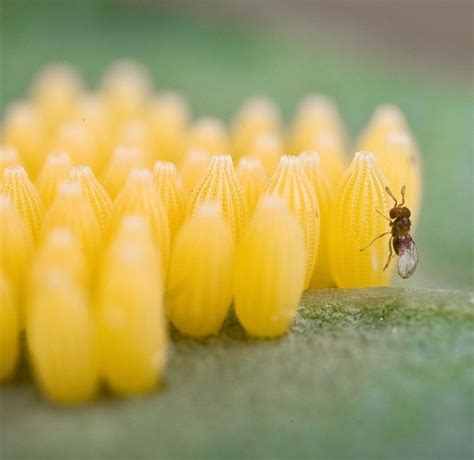 Natural Selection On Butterfly Sex Scents By Egg Parasitoids And Implications For Biological
