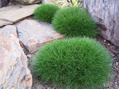 Виды Овсяницы Фото И Названия – Telegraph