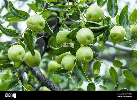 The Mature Henan Spi Jujube Stock Photo Alamy