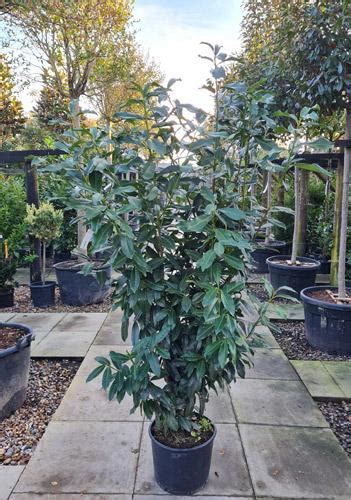 Prunus Laurocerasus Genolia Laurel Instant Hedging Screens