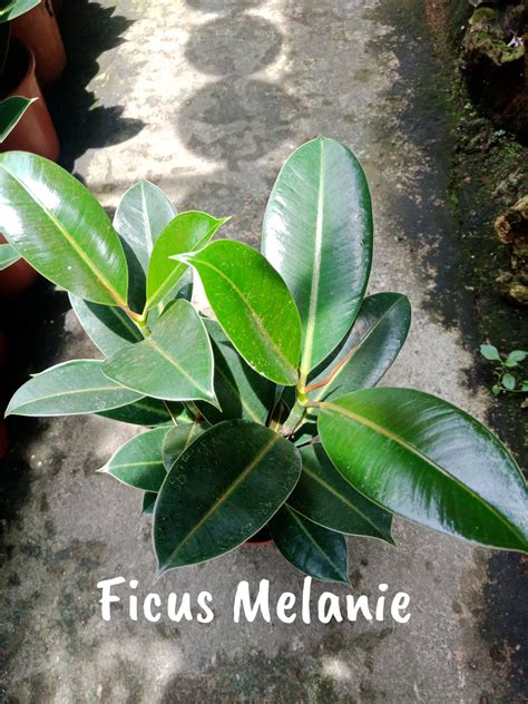 Ficus Melanie Lunti Plant Nursery