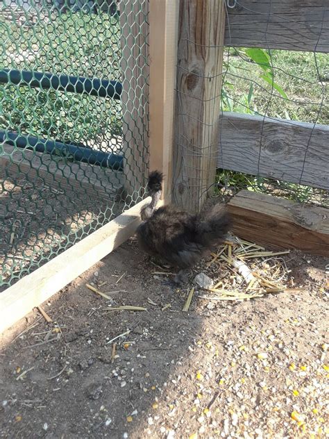 Showgirl Naked Neck X Silkie Chicken Fertile Hatching Eggs Rockets