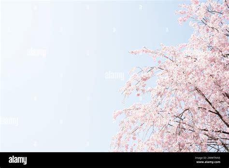 Cherry blossoms at Kakunodate in Akita, Japan Stock Photo - Alamy