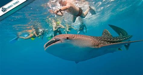 Swim With Whale Sharks Tours From Holbox Cancun Riviera Maya Mexico