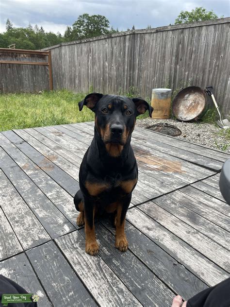 lab rottie mix 5