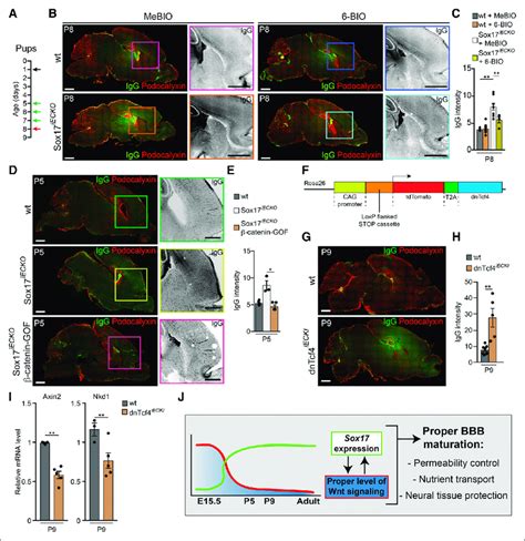 Stabilization Of β Cat β Catenin Signaling Restores Vascular Defects