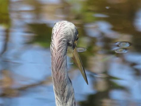 Primer Plano De Un Pato Nadando En Un Lago Foto Premium