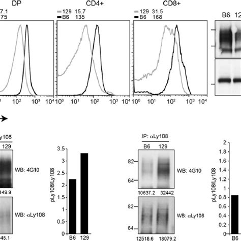 Differential expression and phosphorylation of Ly108 in thymocytes from ...