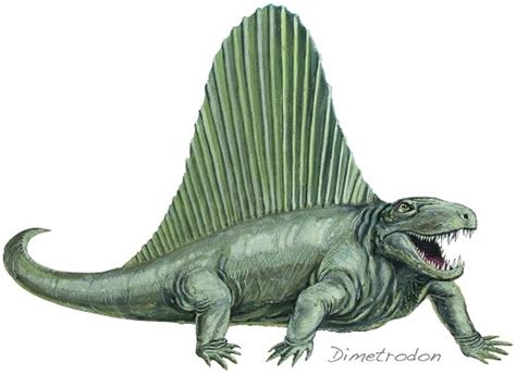 Dimetrodon - Facts and Beyond | Biology Dictionary