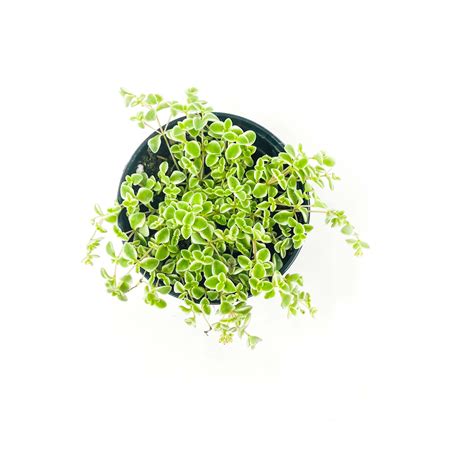 Little Missy Creeping Sedum, Stonecrop, Succulent Plant – Magic Valley