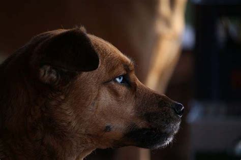 Que Bien Ven Los Perros En La Oscuridad