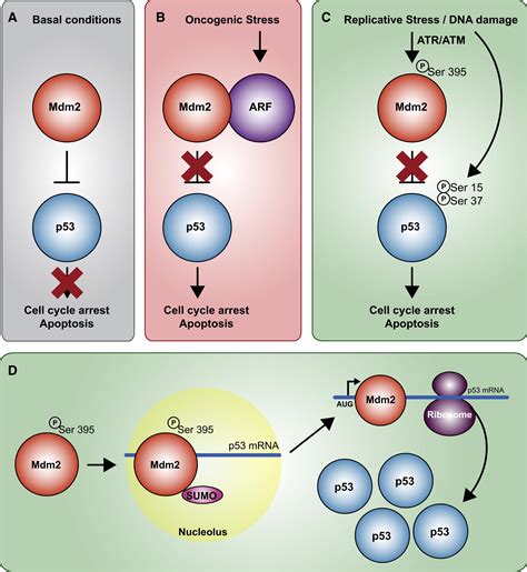 Mdm2 S Dilemma To Degrade Or To Translate P53 Cancer Cell