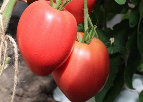 Томат «Король Лондона»: фото, описание сорта и характеристика