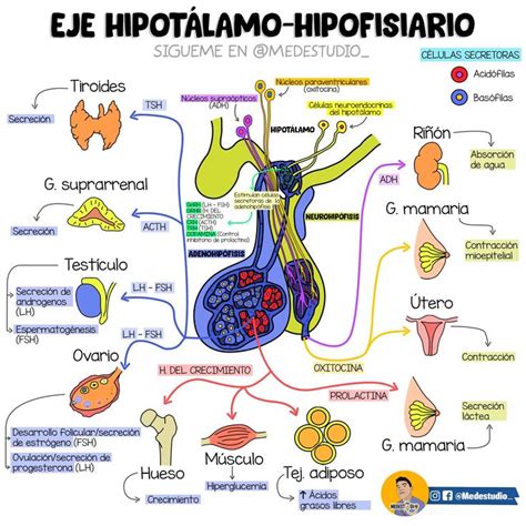 Eje Hipotálamo Hipofisis Anatomía médica Anatomia y fisiologia