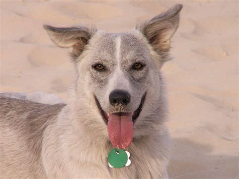 Panting To Pup-sicles: Why Do Dogs Stick Their Tongue Out? - The Cat ...