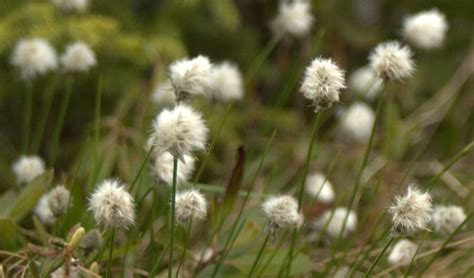 New Native Flora Course Offered This Fall K C Irving Environmental