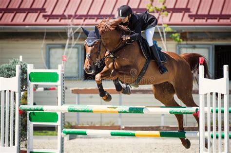 Equestrian Horse Rider Jumping.Picture Showing a Competitor Performing ...