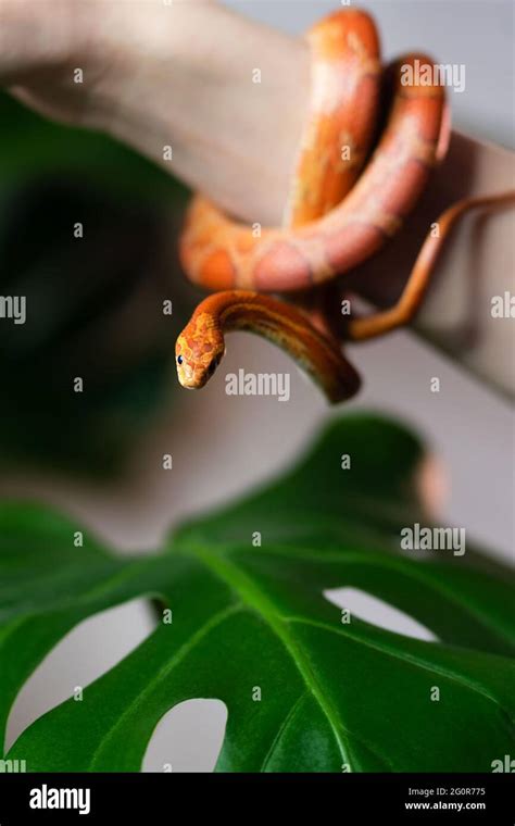 Corn Snake Wrapped Around Woman Hand On Green Nature Background Exotic