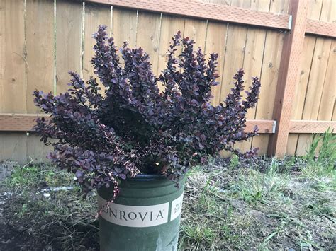 Royal Burgundy Japanese Barberry Berberis Thunbergii Gentry At