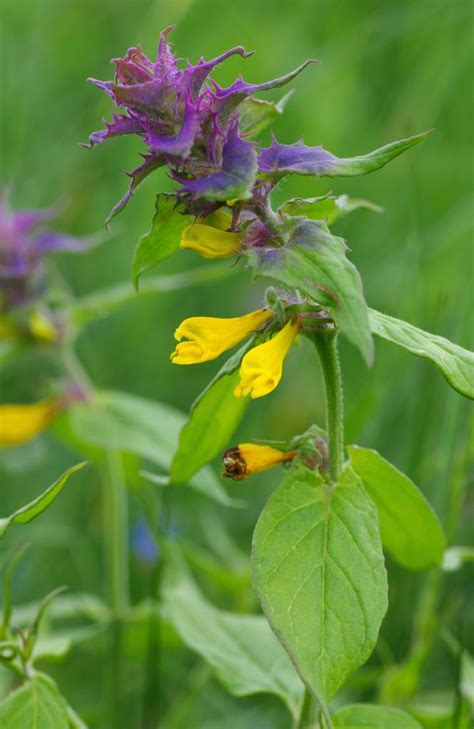 Цветок Иван-да-Марья: виды растений, легенды, магические свойства