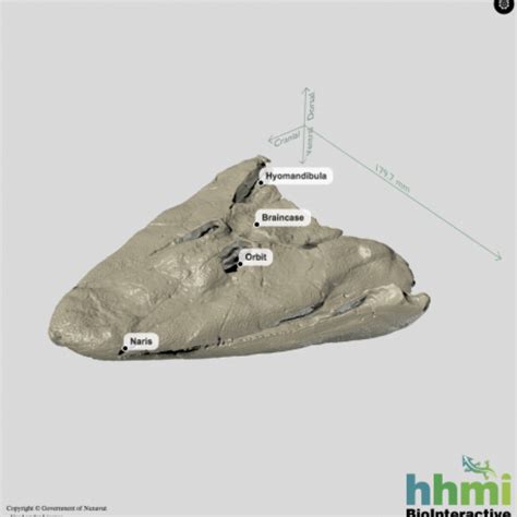 Tiktaalik Fossil Skull
