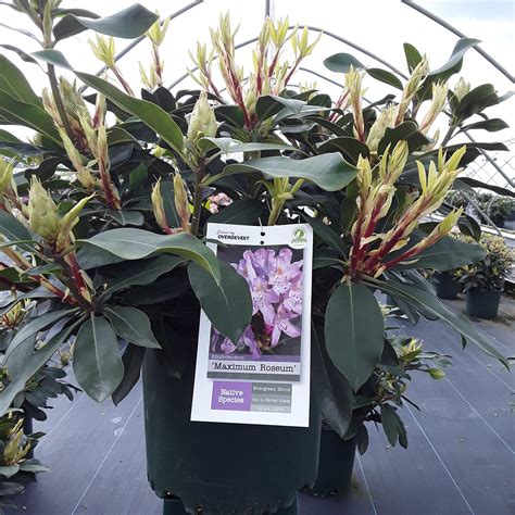 'Maximum Roseum' Rhododendron - Grown By Overdevest