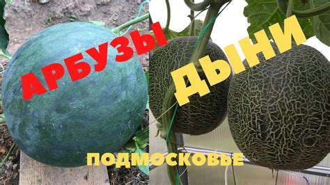 АРБУЗЫ, ДЫНИ, в ПОДМОСКОВЬЕ. Полный обзор САДА, ОГОРОДА, ТЕПЛИЦ, в ...