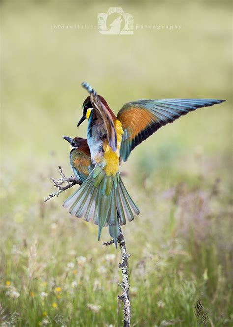 European Bee Eaters – jo foo wildlife photography