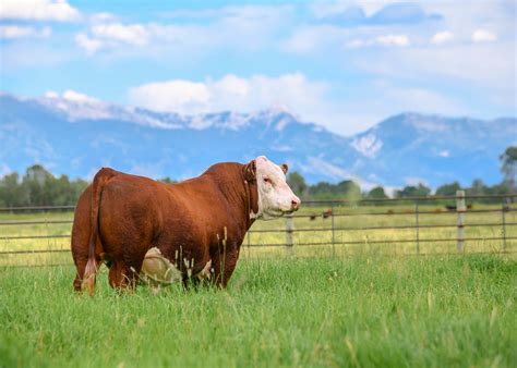Pronouncing Hereford: 5 Simple Steps To Get It Right