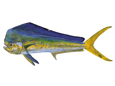 dolphin fish image loperslab