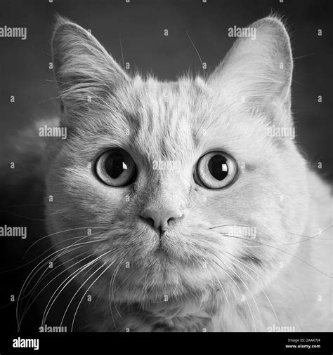Studio Portrait Of Tabby Cat Stock Photo Alamy