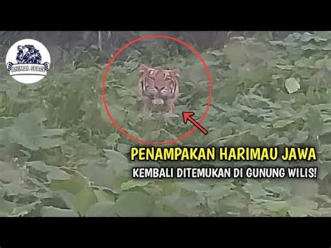 Terus Cari Penampakan Harimau Jawa 3 Kamera Trap Gunung Wilis