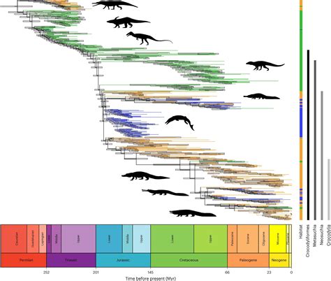 Tracing the crocodiles' curious evolutionary family tree | Popular Science