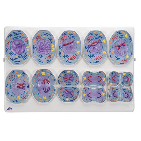 meiotic cell division