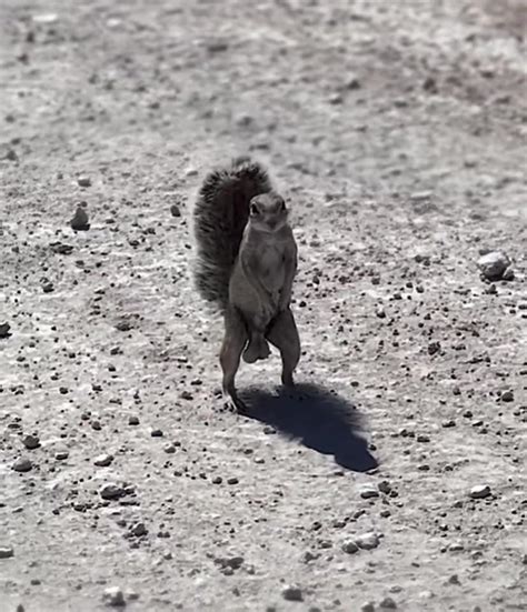 Indecent FAT Rodent Fuck R Fatsquirrelhate