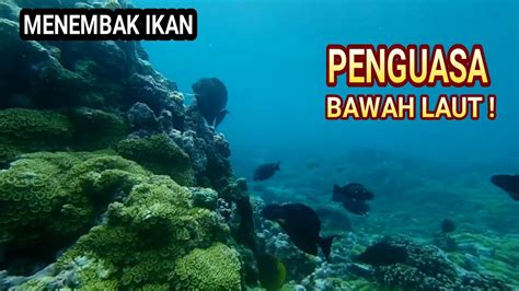 Spearfishing Indonesia Memanah Menembak Ikan Penguasa Bawah Laut Youtube